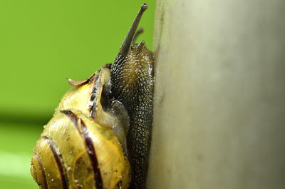 Close-up of insect