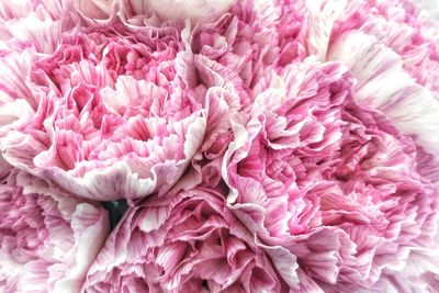 Close-up of pink flower