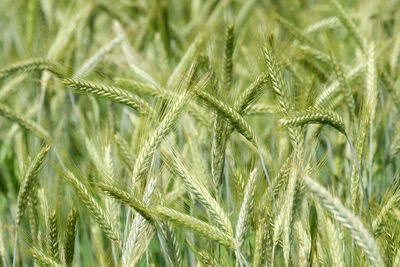 Wheat field