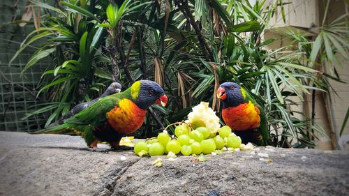 View of parrot perching on plant