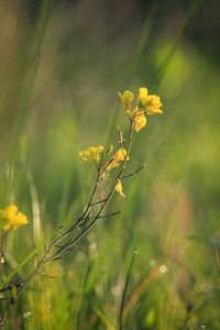 Close-up of yellow flowers