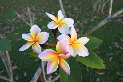 Close-up of white flowering plant