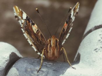 Close-up of butterfly