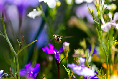 Close-up of hoverfly flying near purple flower