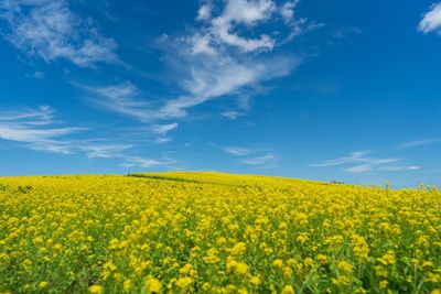 Scenic view of oilseed rape field against sky