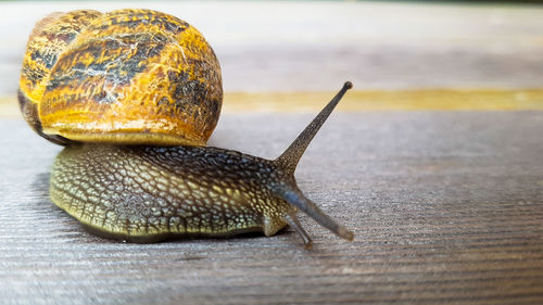 Close-up of snail on table