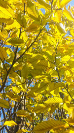 Low angle view of tree against sky