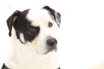 Close-up portrait of dog