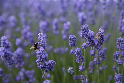 Full frame close up of bees pollinating lavender flowers in a nature background with copy space