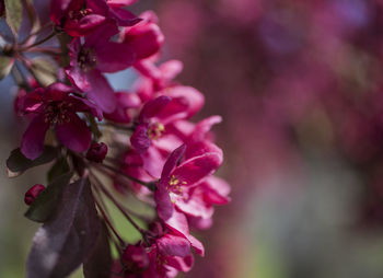 Close-up of pink cherry blossom