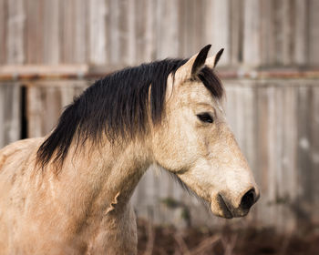 Close-up of horse