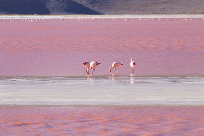 Birds on beach