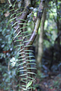 Close-up of spider web on tree