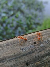 Close-up of insect on wood