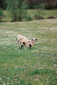 View of sheep on land