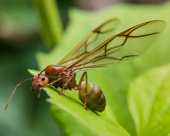 Close-up of insect on leaf