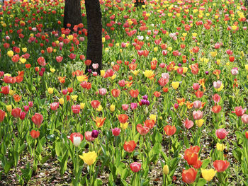 Red tulips in field