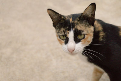 Close-up of tabby cat