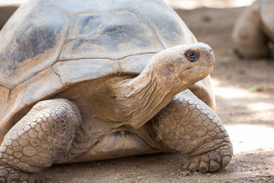 Close-up of a giant turtle from galapagos islands