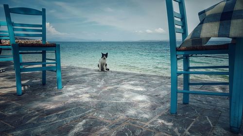 Blue chairs and cat by sea against sky