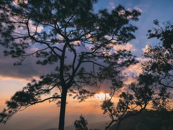 Low angle view of silhouette trees against sky during sunset