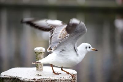 Close-up of seagull perching outdoors