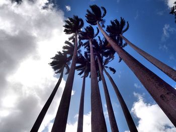 palm tree