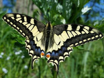 Close-up of butterfly perching on leaf