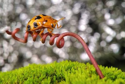 Close-up of ladybug on flower