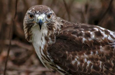 Close-up portrait of eagle