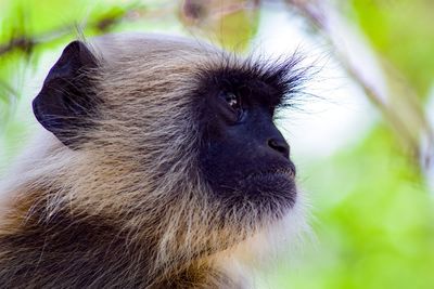 Close-up of monkey