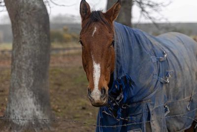 Horse standing in ranch