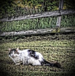 Cat relaxing on grass