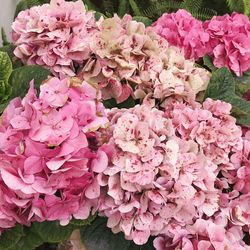 High angle view of pink flowering plant