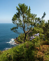 Tree by sea against clear sky