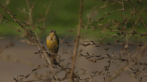 Bird perching on branch