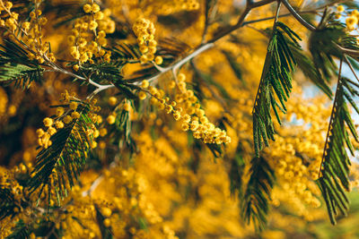 Close-up of yellow flowering plants