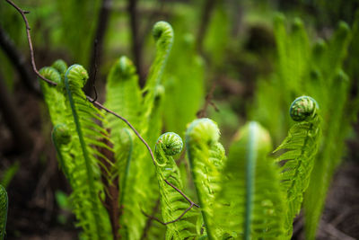 Close-up of fern growing on field