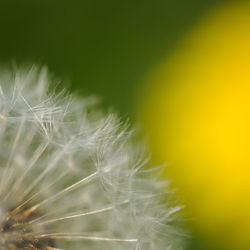 Close-up of dandelion