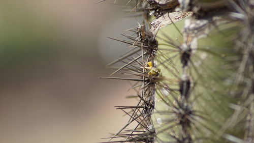 Close-up of insect on plant