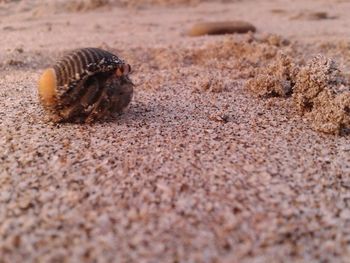 Close-up of crab on sand