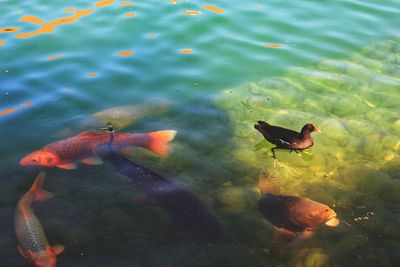 High angle view of fish swimming in lake