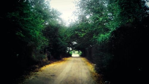 Road passing through forest