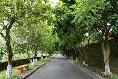 Empty road amidst trees in forest