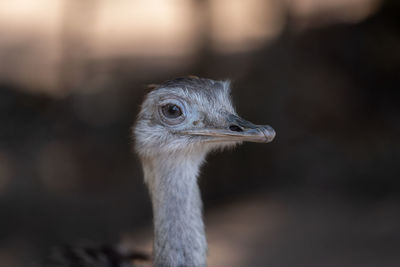 Close-up of bird