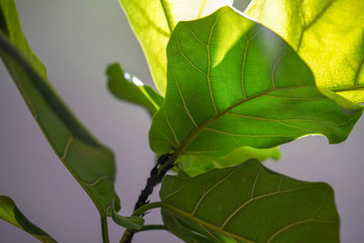 Close-up of maple leaves