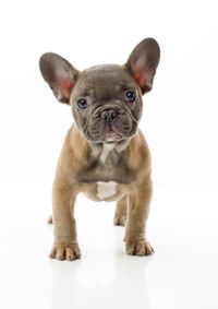Portrait of a dog over white background