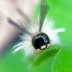 Close-up of insect on leaf