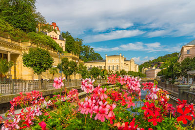 Pink flowering plants by building against sky