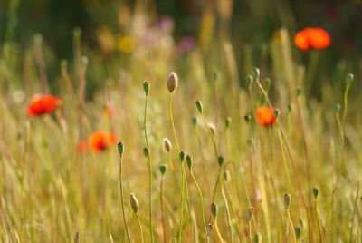 Close-up of poppy flowers on field